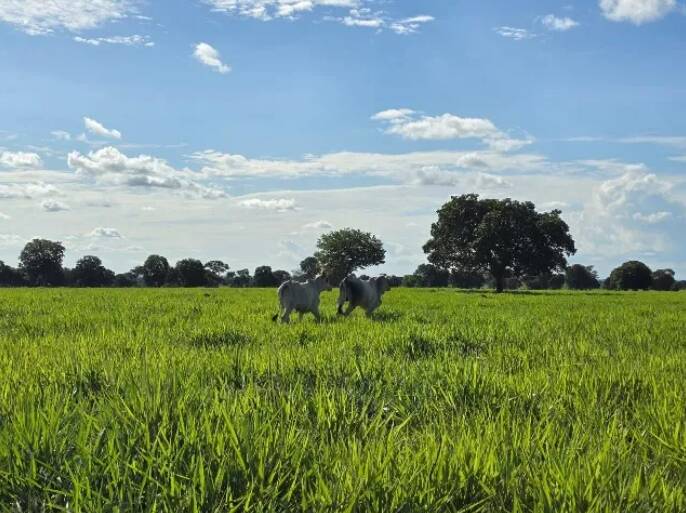 Fazenda à venda, 11190000m² - Foto 4