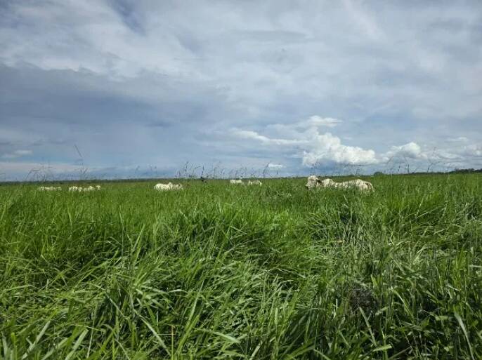 Fazenda à venda, 11190000m² - Foto 5