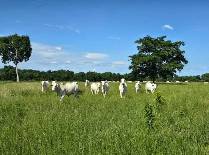 Fazenda à venda, 11190000m² - Foto 6