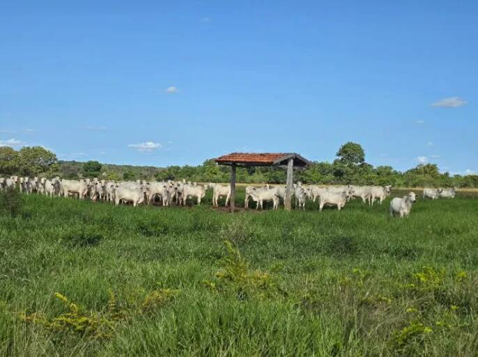 Fazenda à venda, 11190000m² - Foto 8