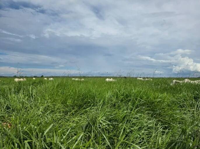 Fazenda à venda, 11190000m² - Foto 12