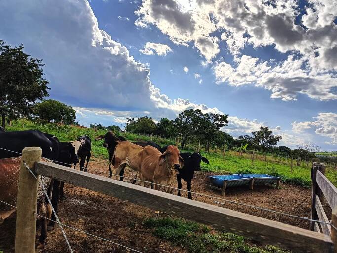 Fazenda à venda com 3 quartos, 50000m² - Foto 4