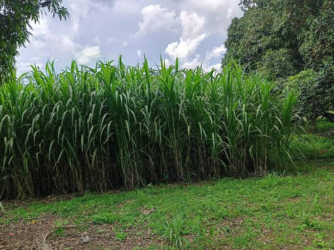 Fazenda à venda com 3 quartos, 50000m² - Foto 15