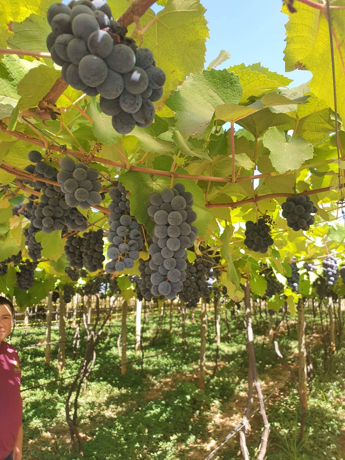 Fazenda à venda com 3 quartos, 330000m² - Foto 4