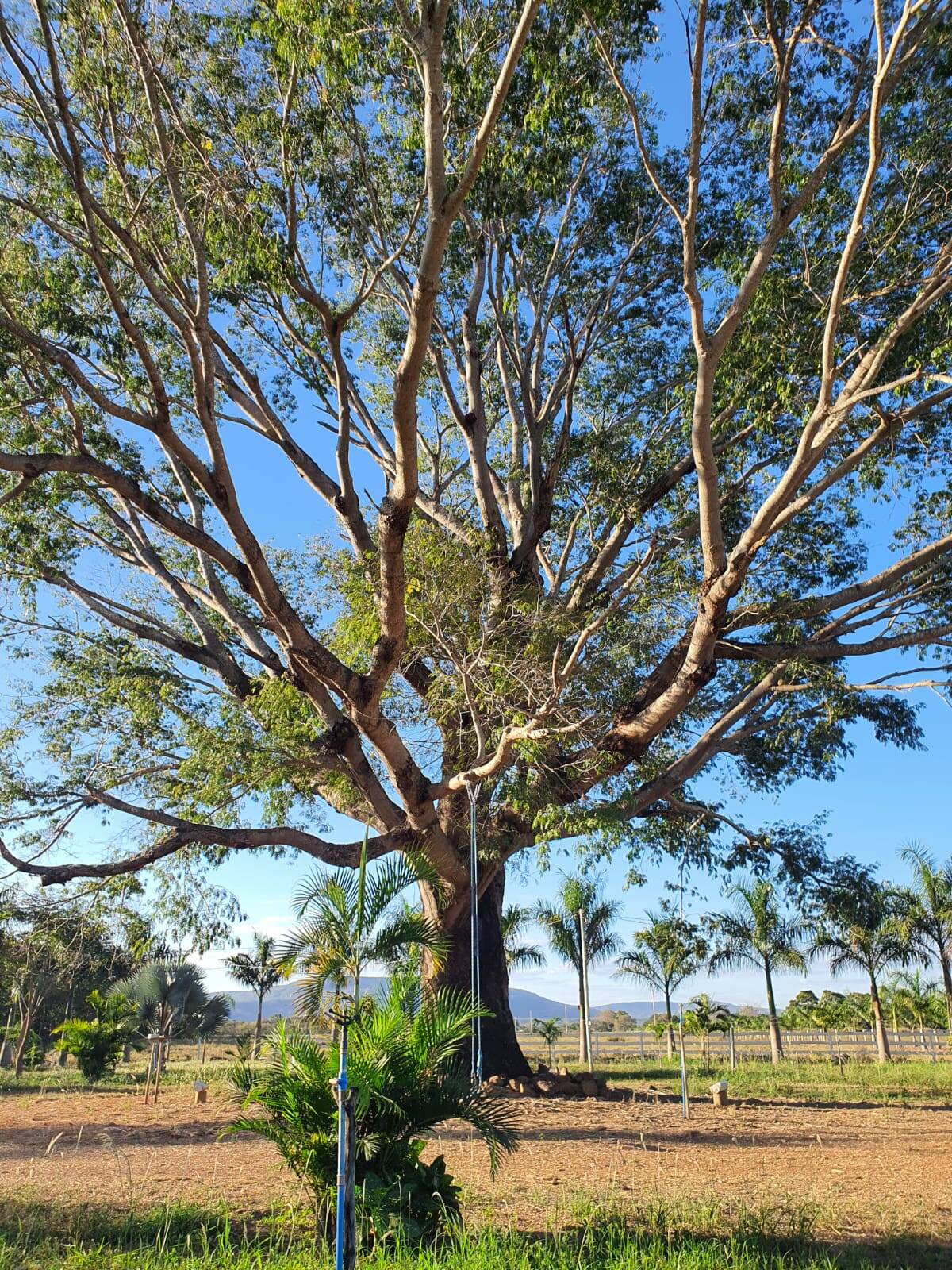 Fazenda à venda com 3 quartos, 330000m² - Foto 6