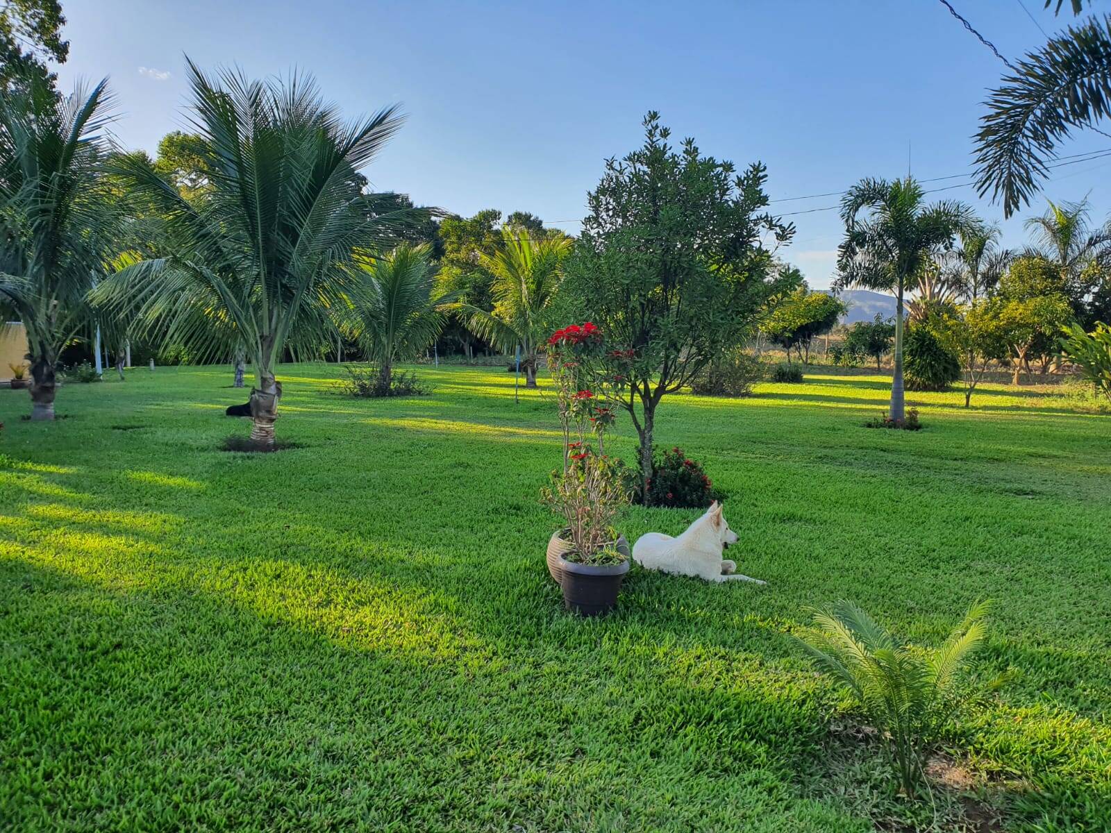 Fazenda à venda com 3 quartos, 330000m² - Foto 7