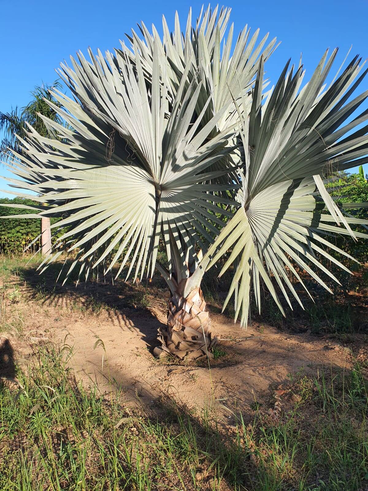 Fazenda à venda com 3 quartos, 330000m² - Foto 8