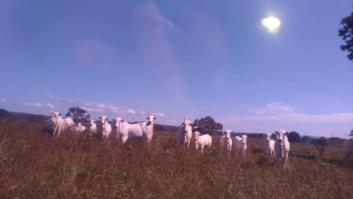 Fazenda à venda com 3 quartos, 581m² - Foto 11