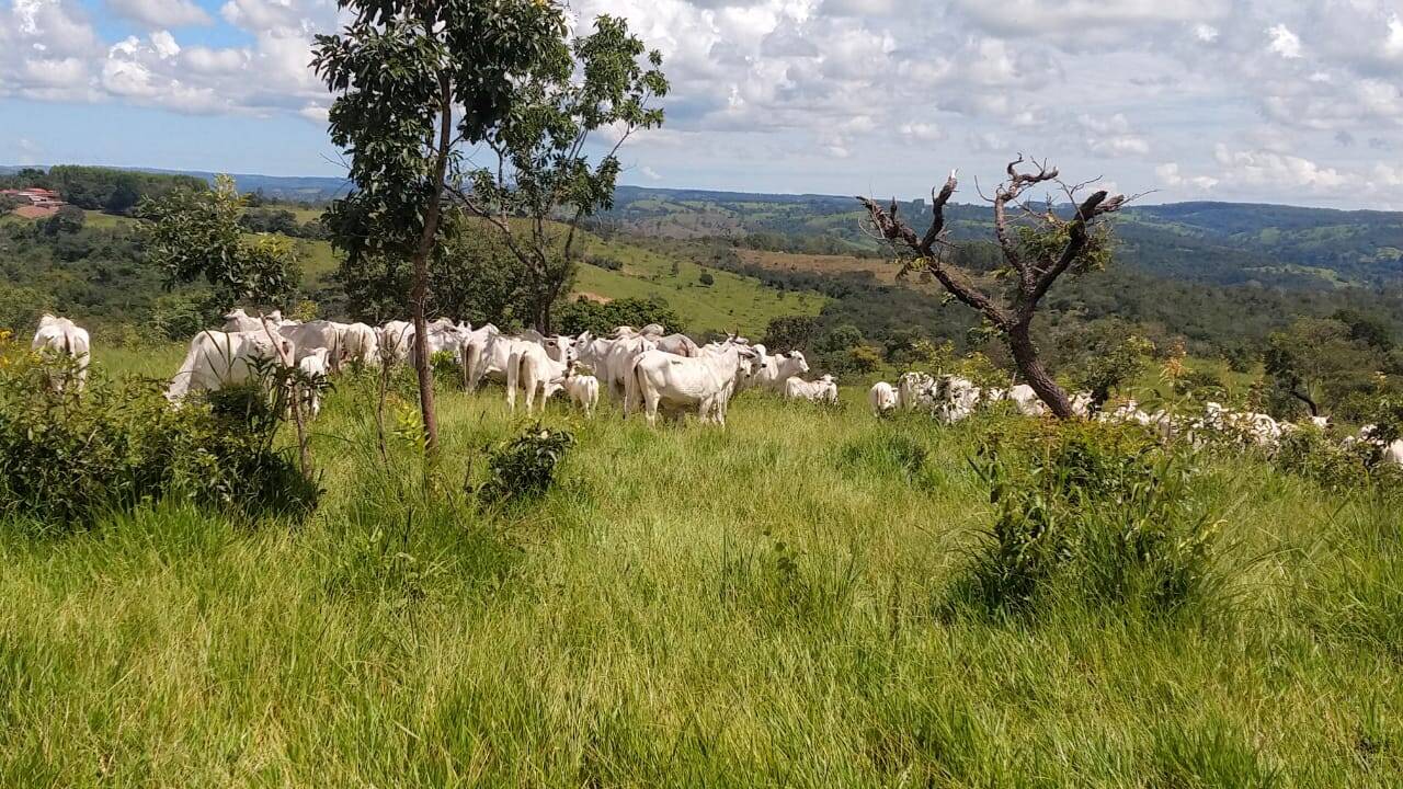 Fazenda à venda com 6 quartos, 63m² - Foto 8