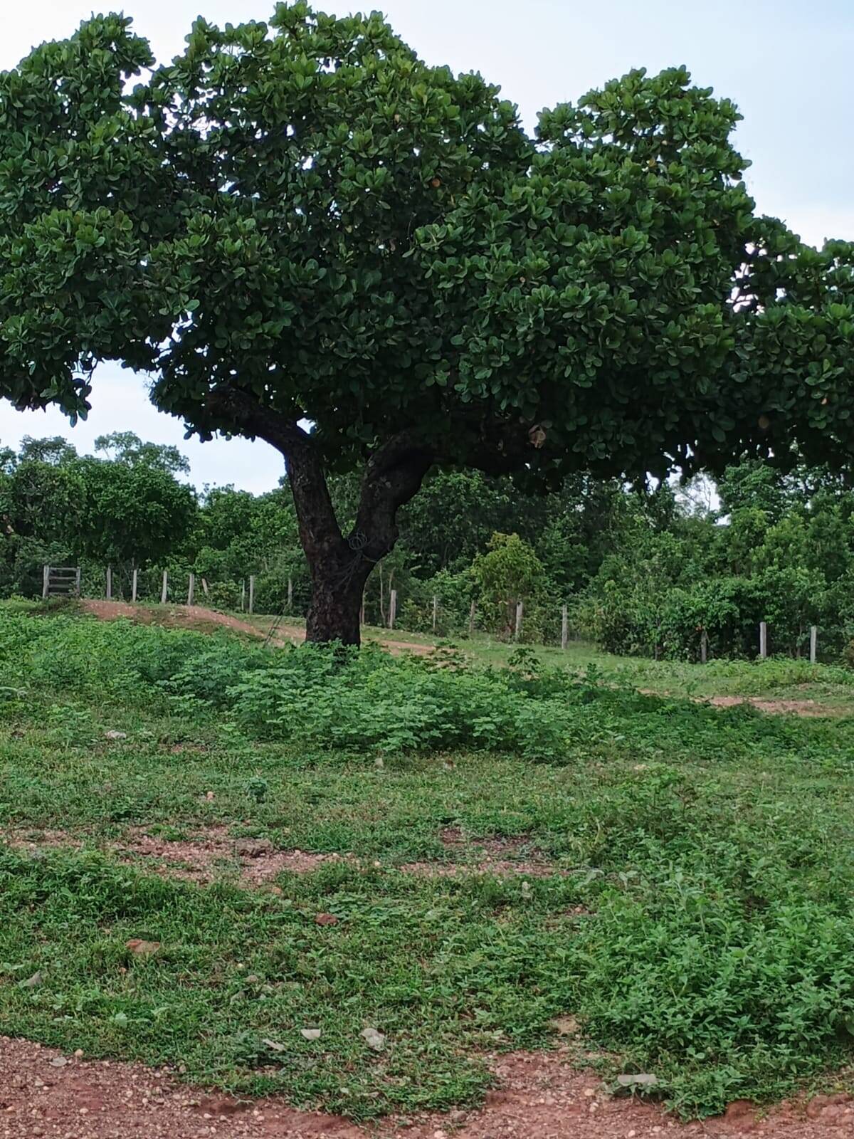 Terreno à venda, 500m² - Foto 2