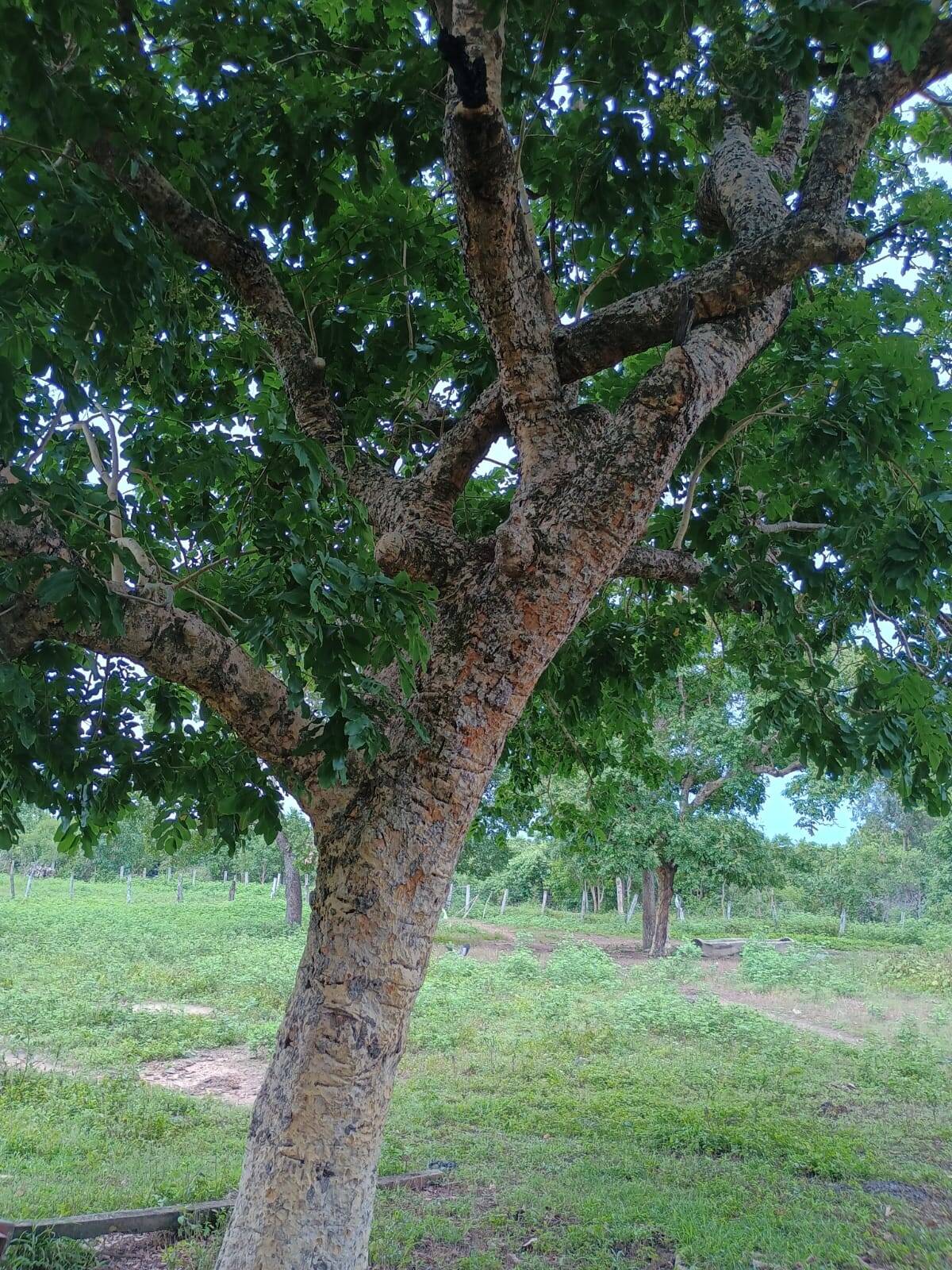 Terreno à venda, 500m² - Foto 13